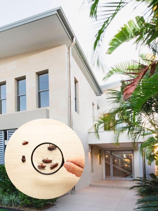 pest control near me