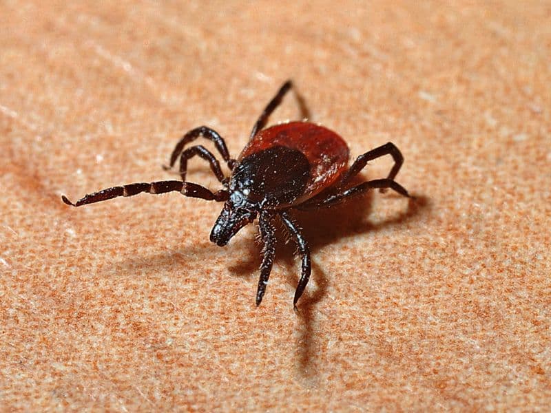 ticks control