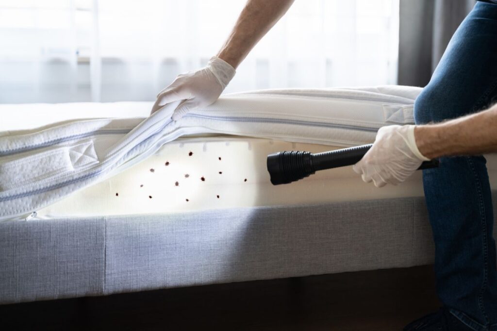 bed bugs control