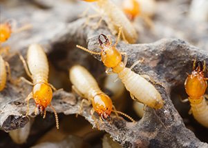 Termite control 6 termites