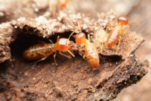 Termite control 5 termite control